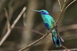 Sparkling Violetear